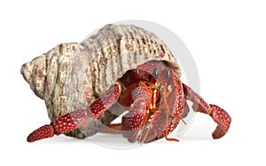 Hermit crab - Coenobita perlatus