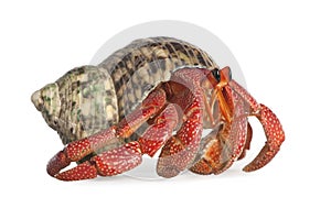 Hermit crab - Coenobita perlatus