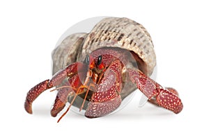 Hermit crab - Coenobita perlatus