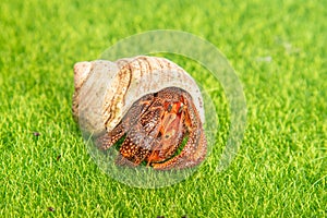 hermit crab - Coenobita perlatus in front of a grass background