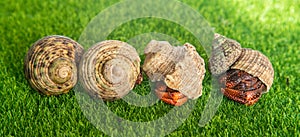 hermit crab - Coenobita perlatus in front of a grass background