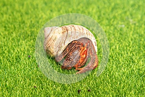 hermit crab - Coenobita perlatus in front of a grass background