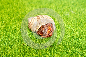 hermit crab - Coenobita perlatus in front of a grass background