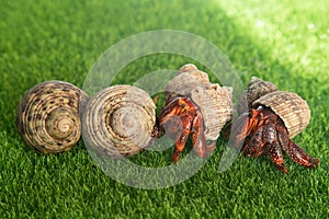 hermit crab - Coenobita perlatus in front of a grass background