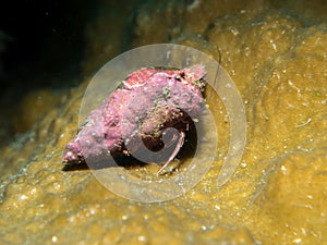 Hermit crab on the coral