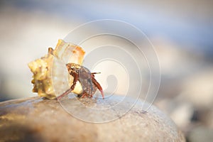 Hermit crab crawling on the beach gravels