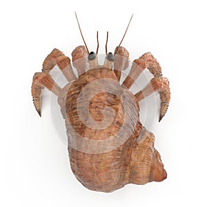 Hermit Crab Crawling Pose On White Background 3D Illustration