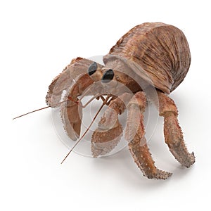 Hermit Crab Crawling Pose On White Background 3D Illustration Isolated