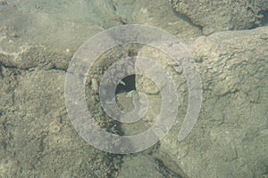 A hermit crab crawls on a rock in the Mediterranean Sea. Rhodes Island, Greece