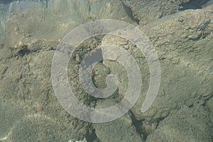 A hermit crab crawls on a rock in the Mediterranean Sea. Rhodes Island, Greece
