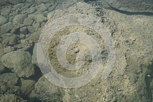 A hermit crab crawls on a rock in the Mediterranean Sea. Rhodes Island, Greece