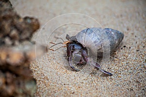 A hermit crab crawls in the sand of the beach