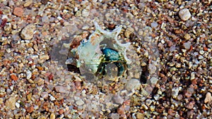 Hermit crab. Crustacean in a clam shell in the water on the coast.