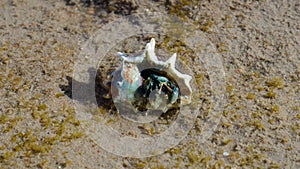 Hermit crab. Crustacean in a clam shell in the water on the coast.