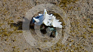 Hermit crab. Crustacean in a clam shell in the water on the coast.