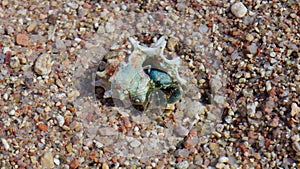 Hermit crab. Crustacean in a clam shell in the water on the coast.