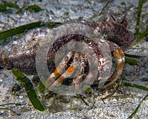 A Hermit Crab Dardanus sp.