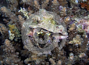 A Hermit Crab Dardanus sp.