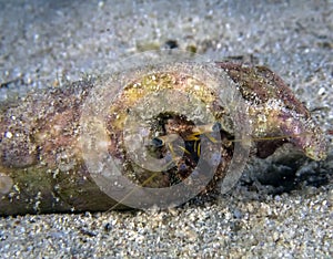 A Hermit Crab Dardanus sp.