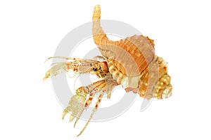 Hermit crab