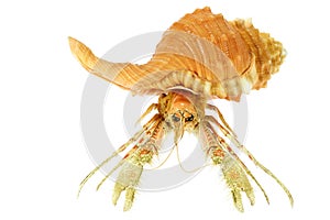 Hermit crab
