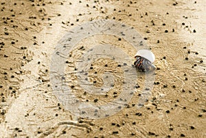 Hermit crab and detritus balls on beach