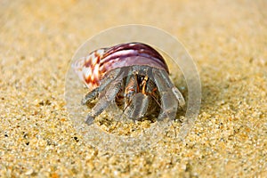 Hermit crab, Diogenes sp. Hermit or diogenes crab in a beautiful gastropod shell