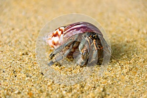 Hermit crab, Diogenes sp. Hermit or diogenes crab in a beautiful gastropod shell