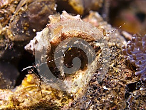 Hermit Crab - Diogenidae sp.
