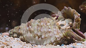 Hermit Crab with dusty shell and reef rocks behind him