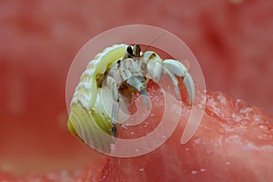 A hermit crab is eating a watermelon.