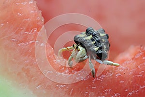 A hermit crab is eating a watermelon.