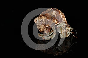 Hermit crab - emerging from shell
