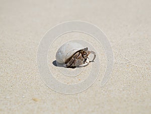 Hermit crab
