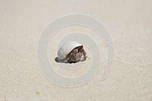 Hermit crab ensconce on beach