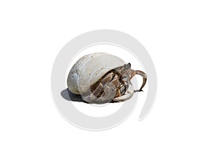 Hermit crab ensconce on white background