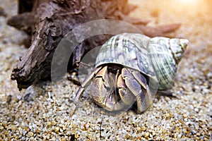 Hermit crab exotic pet in aquarium