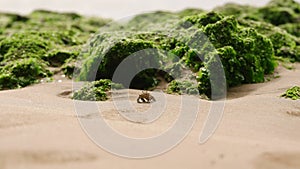 Hermit crab forages on sandy shore amid algae-covered stones. Coenobita clypeatus features in eco docu, illustrating