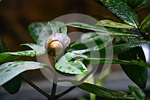 Hermit crab in gastropod shell.