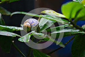 Hermit crab in gastropod shell.