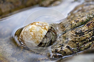 Hermit crab get out from shell to explores the environment in local Seychelle beach
