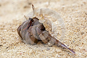 Hermit crab get out from shell to explores the environment in local Seychelle beach