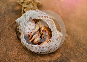 Hermit crab hiding in a broken seashell lying on the sand