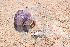 Hermit crab hiding in it`s shell on the beach, Madagascar