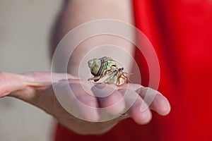 Hermit crab holding man by hand