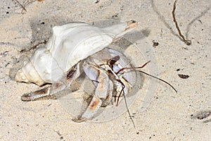 Hermit crab, ifaty