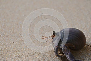 A hermit crab isolated on a beautiful tropical white sand beach background