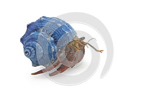 Hermit Crab Isolated on White