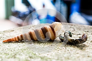 Hermit crab with its shell, closeup shot.