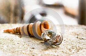 Hermit crab with its shell, closeup shot